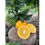 Arancia Navel di Sicilia a Polpa bianca 1