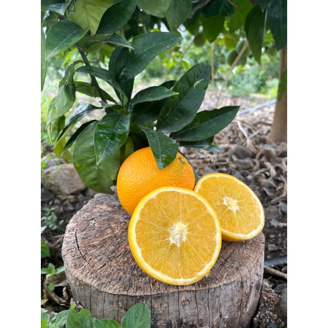 Navel-Orangen