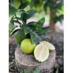 Limoni di Sicilia 9 15 e 50 kg Vendita Online a km zero 1