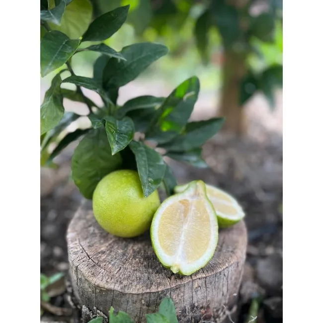 Limoni "Verdello" di Sicilia
