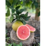 Rosa Grapefruit aus Sizilien – Online-Verkauf 1
