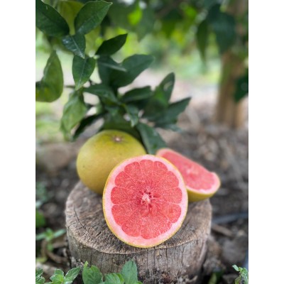 Rosa Grapefruit