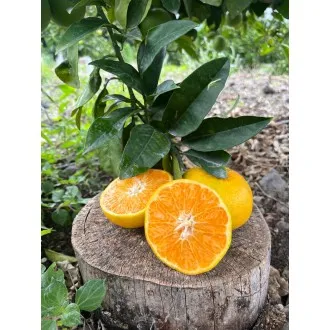 Clementine "PrimoSole" di...
