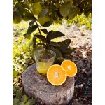 50 kg und 100 kg Navel-Orangen der Größe „KLEIN“ zum Auspressen – ANGEBOT SOLANGE DER VORRAT REICHT! 1