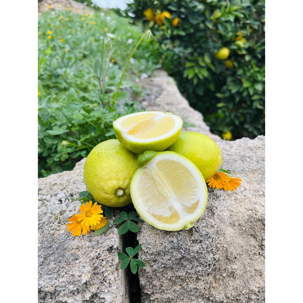 Limoni di Sicilia 9 15 e 50 kg Vendita Online a km zero