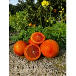 Tarocco-Orangen der Sorte „Lempso“ 1