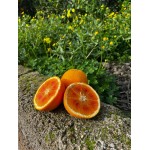 Tarocco-Orangen mit rotem Fruchtfleisch aus Sizilien 1