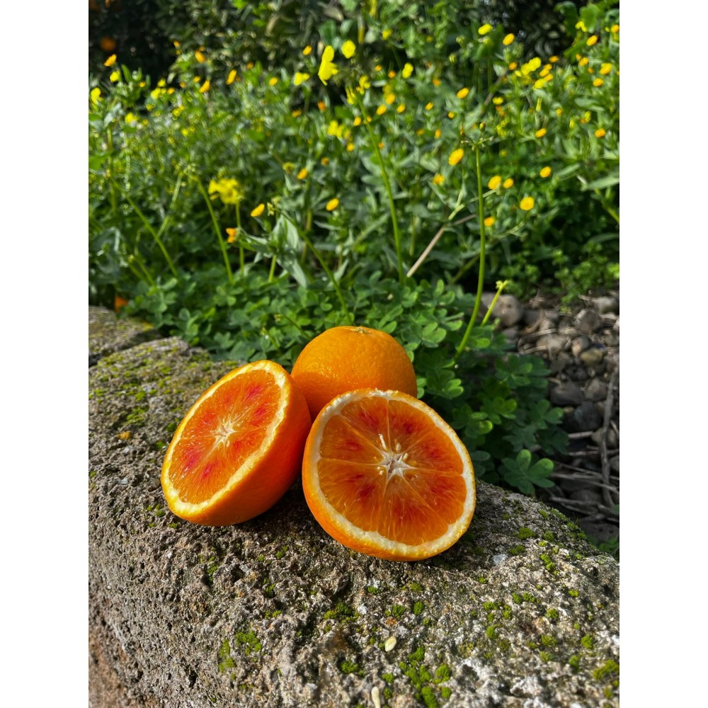 Tarocco-Orangen mit rotem Fruchtfleisch aus Sizilien