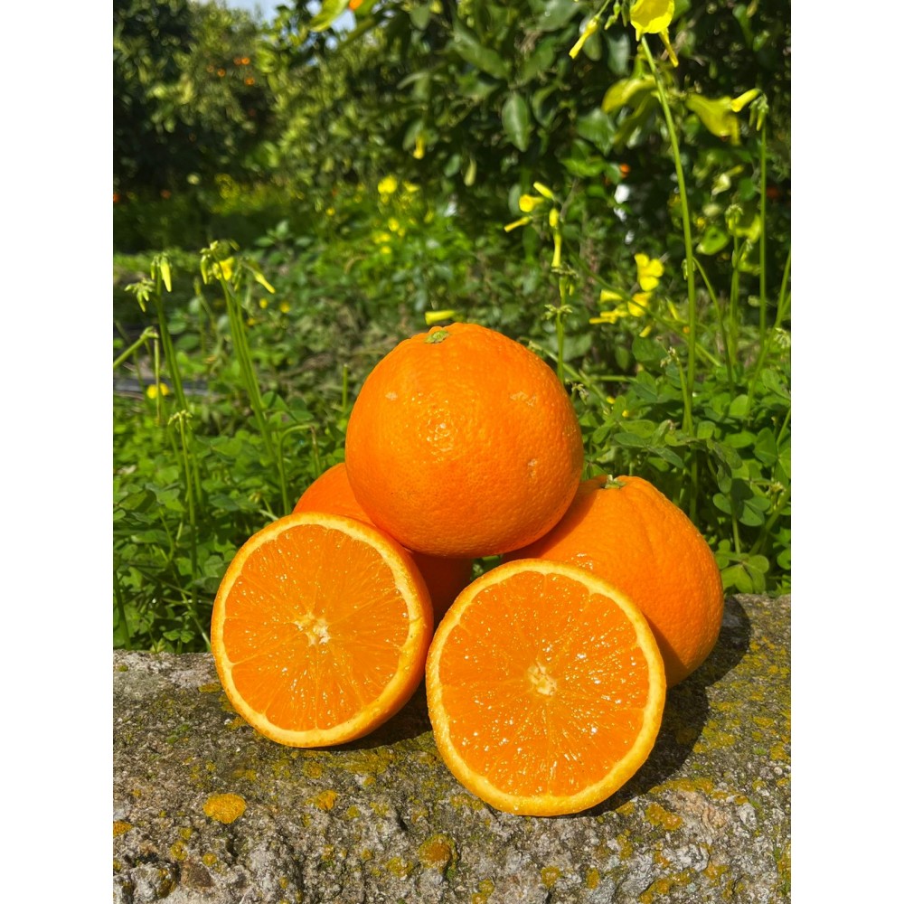 Navel-Orange „Late“ – Spät